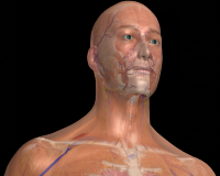 /album/galeria-de-fotos/male3-png/